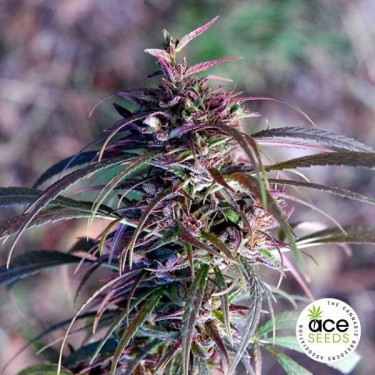 Plante de marijuana Oldtimer's Haze Régulière