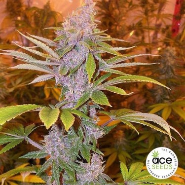Pakistan Chitral Kush Régulière