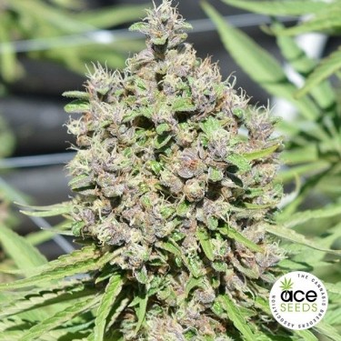 Malawi x PCK Régulière Plante de marijuana