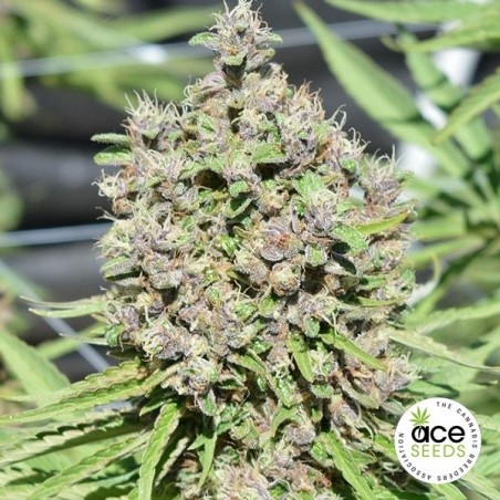 Malawi x PCK Régulière Plante de marijuana