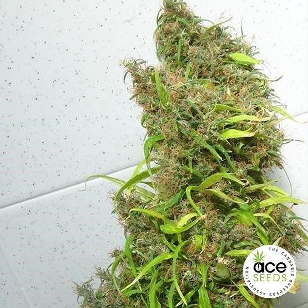 Voir Graines Honduras Régulière de ACE Seeds - Grow Barato