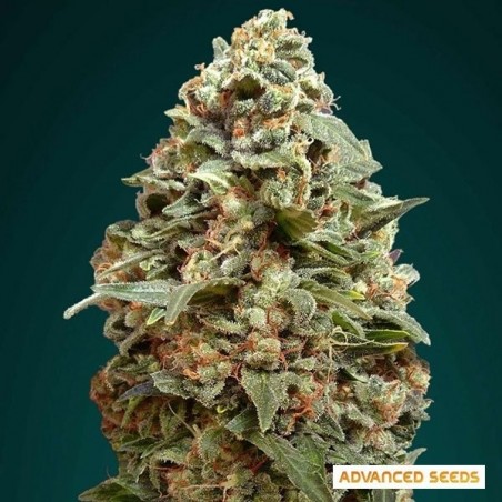 Plante de marijuana Afghan Skunk