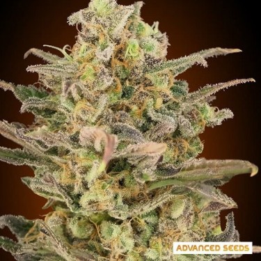 Plante de cannabis Somango Glue