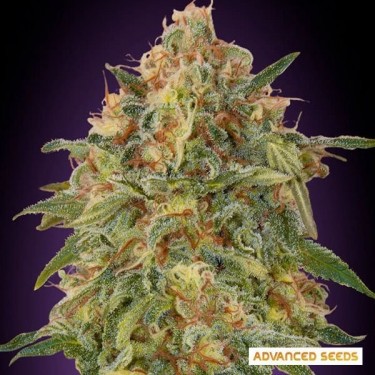 Plante de cannabis Zkittlez