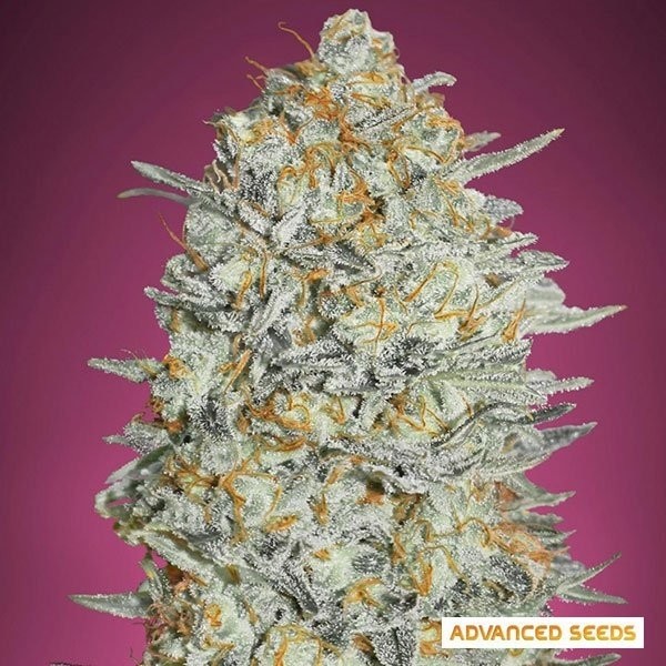 Voir Gelato 33 Plante de cannabis