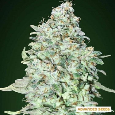 OG Kush SFV d'Advanced Seeds féminisées - Grow Barato