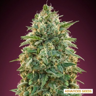 Plante de cannabis Amnesia
