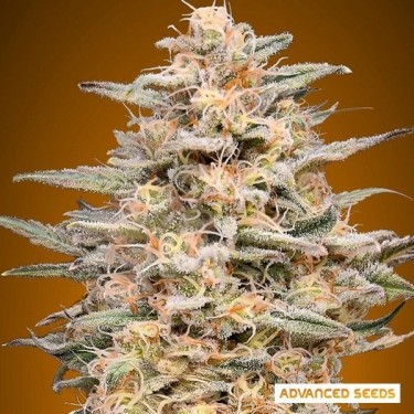 Plante de marijuana Somango Widow