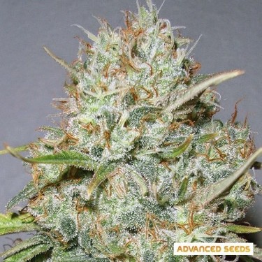 Plante de cannabis Shark Widow