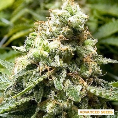 Early Widow Plante de marijuana