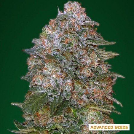 Critical Soma
