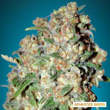 Plante de cannabis Critical