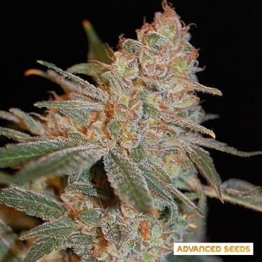 Plante de marijuana Black Diesel
