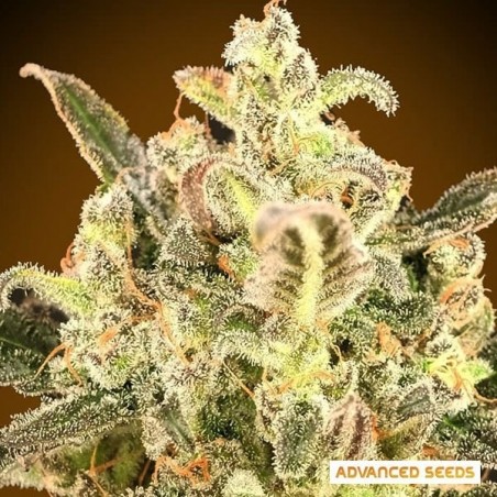 Plante de cannabis Auto Biodiesel Mass XXL