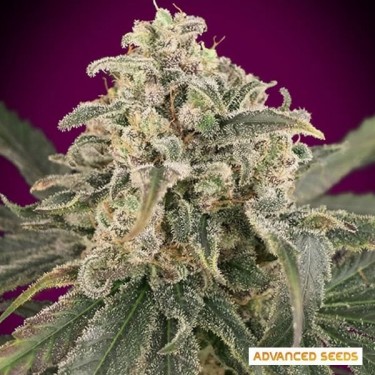 Plante de cannabis Auto Amnesia XXL