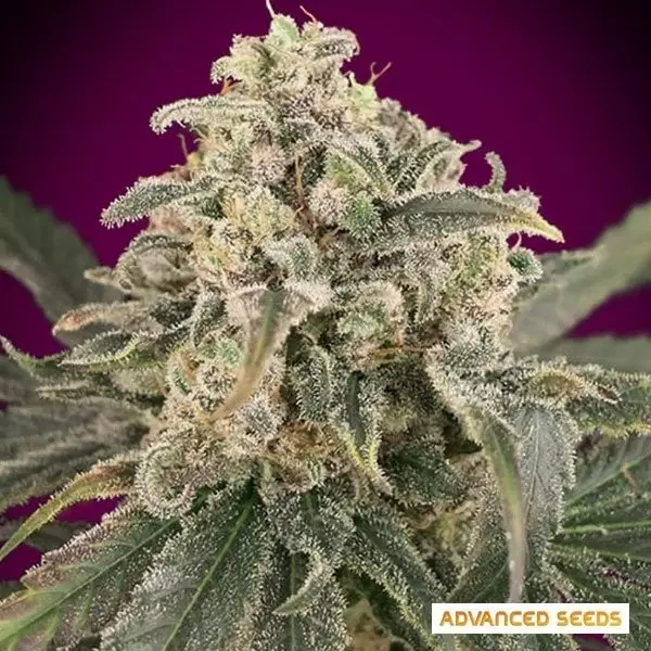 Voir Plante de cannabis Auto Amnesia XXL