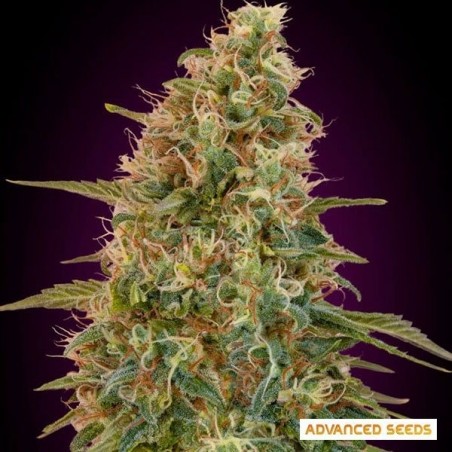 Plante de cannabis Auto Zkittlez