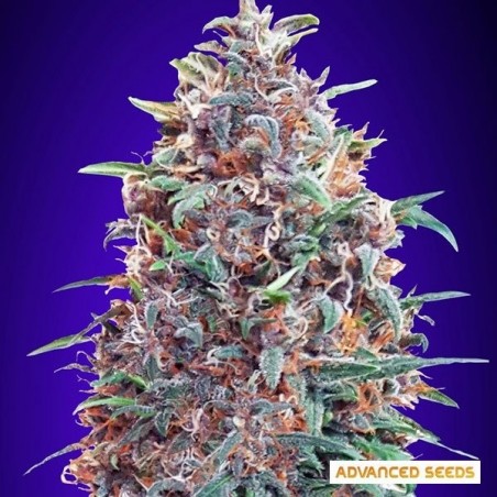 Auto Purple Diesel graines d'Advanced Seeds - Grow Barato