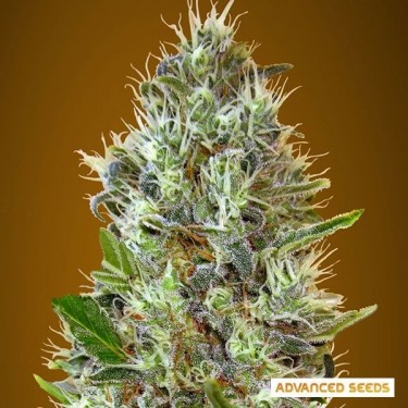 Plante de marijuana Auto Somango