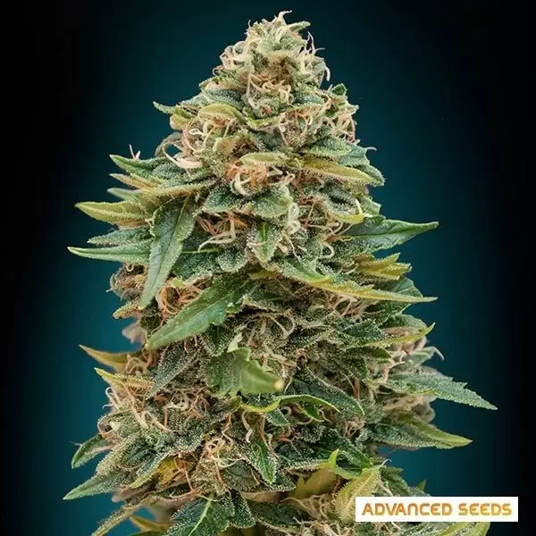 Voir Plante de marijuana Auto Skunk 47