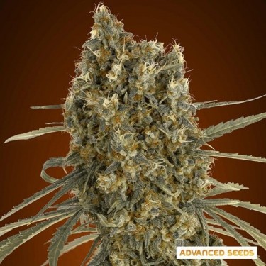 Plante de marijuana Auto Jack Herer