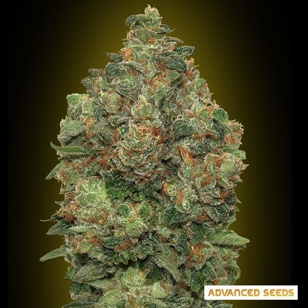 Voir Plante de marijuana Auto Critical Soma