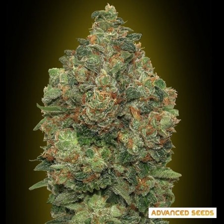Plante de marijuana Auto Critical Soma