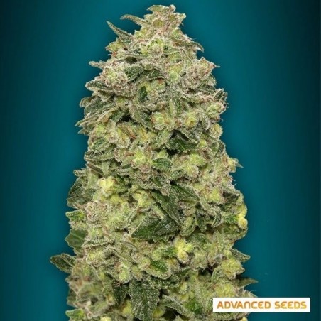 Plante de marijuana