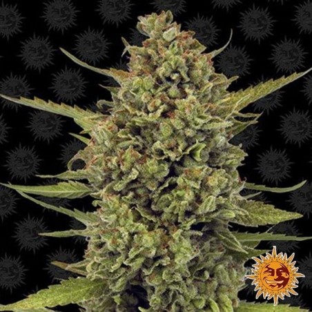 Acapulco Gold Plante de cannabis