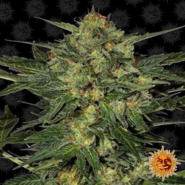 LSD Plante de cannabis