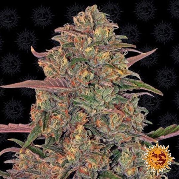 Voir Pineapple Chunk Plante de cannabis