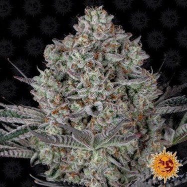 Plante de cannabis Dos Si Dos 33