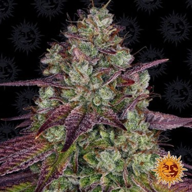 Plante de cannabis Mimosa EVO