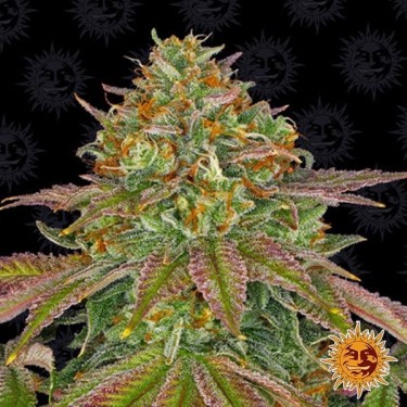 Plante de cannabis Wedding Cake