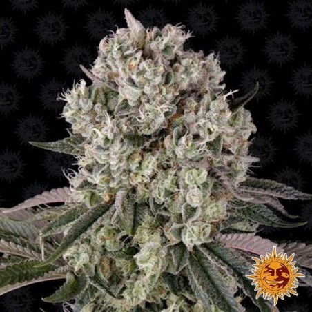 Plante de cannabis Glookies
