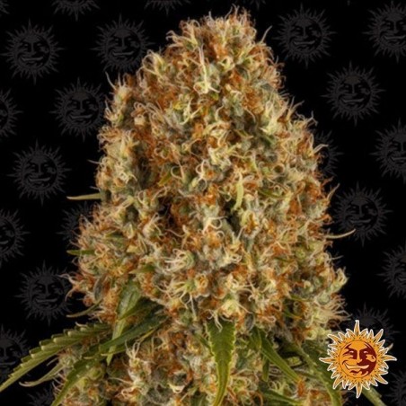 Plante de cannabis Orange Sherbert