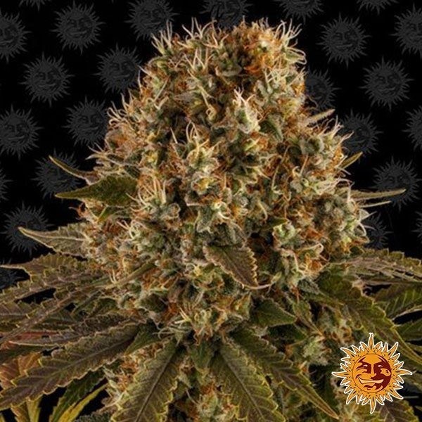 Voir Plante de cannabis Strawberry Lemonade