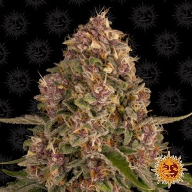 Plante de cannabis Pink Kush