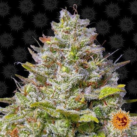 Plante de cannabis Blue Gelato 41