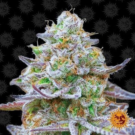 Plante de cannabis Gorilla Zkittlez
