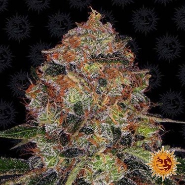 Plante de cannabis Shiskaberry