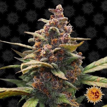 Ayahuasca Purple Plante de marijuana