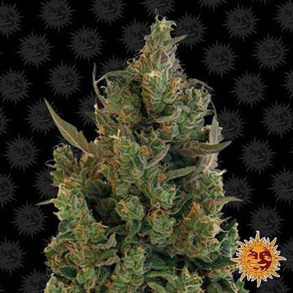 Voir Plante de marijuana Blueberry Cheese