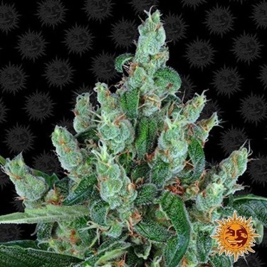 Laughing Buddha Plante de cannabis