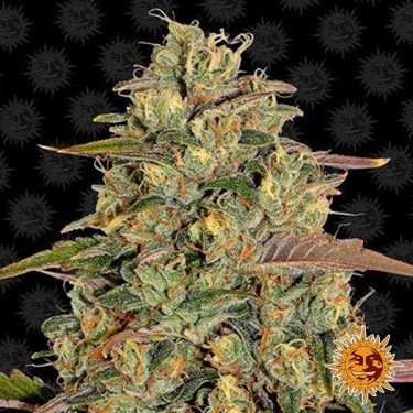 Amnesia Lemon Plante de cannabis