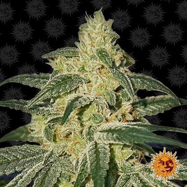 Afghan Hash Plant régulière de Barney's Farm - Grow Barato