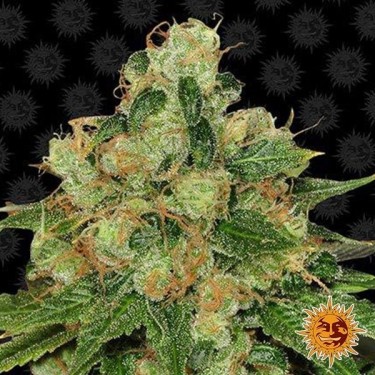 CBD Caramel régulière Plante de cannabis