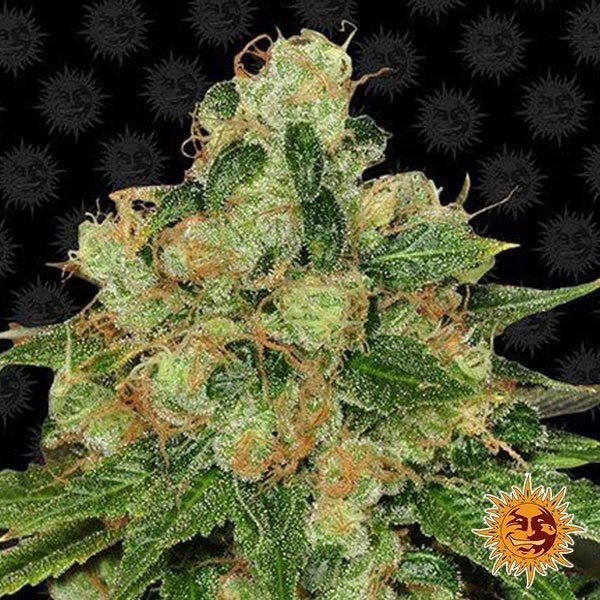 Voir CBD Caramel régulière Plante de cannabis