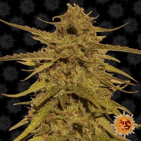 Pineapple Haze régulière Plante de cannabis