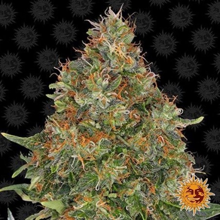 Pineapple Express Auto